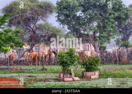 african village farm, rainy day, cattle looking for shelter near the farm house Stock Photo