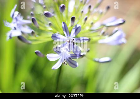 Close up macro photo of purple blue agapanthus flowers in a garden with bright sunshine on the petals Stock Photo