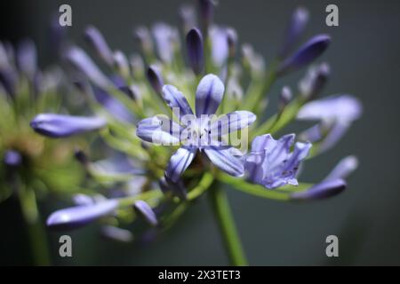 Close up macro photo of purple blue agapanthus flowers in a garden with bright sunshine on the petals Stock Photo