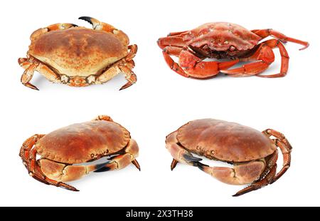 Fresh cooked crab isolated on white, set Stock Photo