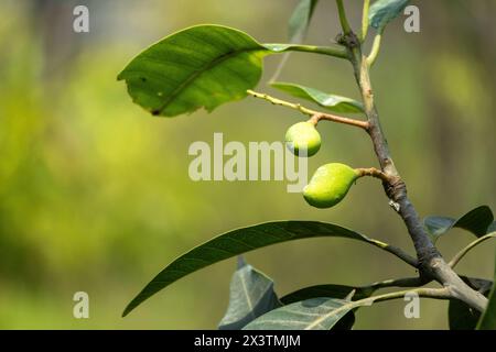 Young mangoes are hanging on the branches of the mango tree Stock Photo