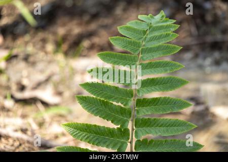 Closeup of green fern leaves in the garden Stock Photo