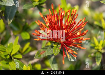 A bunch of red Jungle geranium flower buds in the garden. Its scientific name is Ixora coccinea. Locally in Bangladesh, it is called Rongon Flower. Stock Photo