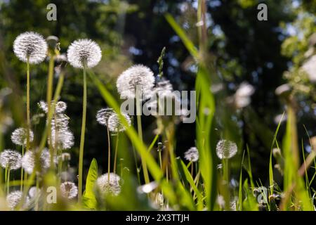 white dandelions in the park in spring, a beautiful clearing with lots of mature white dandelions Stock Photo