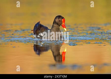 A common moorhen (Gallinula chloropus) swimming in a pond, South Africa Stock Photo