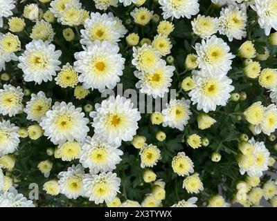 Chrysanthemum flower is a flower from species of perennial flowering plants in the family Asteraceae which is native to Asia and northeastern Europe. Stock Photo