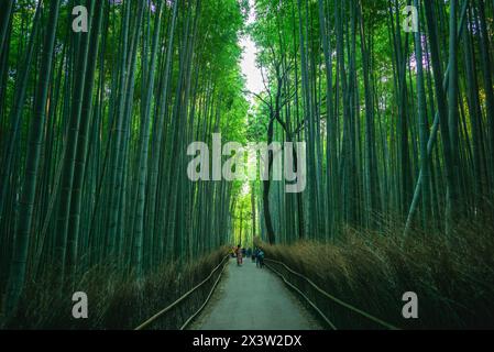 Arashiyama Bamboo groove or Sagano Bamboo Forest, located in Arashiyama, kyoto, japan Stock Photo