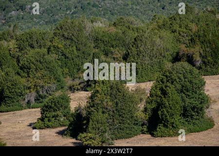 acebal de Garagüeta, Ilex aquifolium, Soria, Comunidad Autónoma de Castilla, Spain, Europe Stock Photo