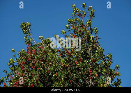 acebal de Garagüeta, Ilex aquifolium, Soria, Comunidad Autónoma de Castilla, Spain, Europe Stock Photo