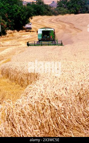 Wheat harvest Stock Photo