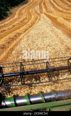 Wheat harvest Stock Photo