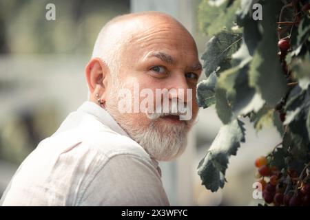 Farmer with grapes during wine harvest season in vineyard. Senior checking wine grapes corps growing in a vineyard. Stock Photo