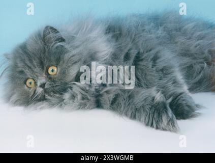 Adorable Little Blue Self Persian Kitten Relaxing in the Studio Stock Photo