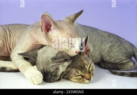 Three  Adorable Cute Little Devon Rex Kittens Sleepy Heads Stock Photo