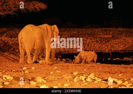 Elephant meets black rhino at the Okaukuejo waterhole, Etosha National Park, Namibia Stock Photo