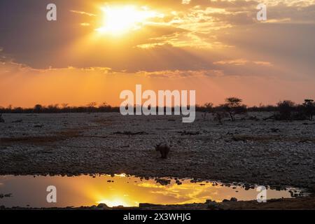 Black rhino in the sunset at the Okaukuejo, Etosha National Park, Namibia Stock Photo