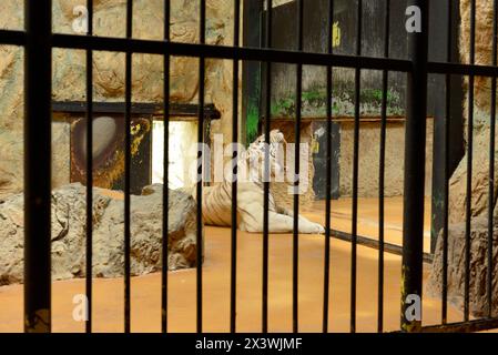 White Bengal tiger Panthera tigris tigris endangered species in captivity yawning behind bars in Sofia Zoo, Sofia Bulgaria, Eastern Europe, EU Stock Photo