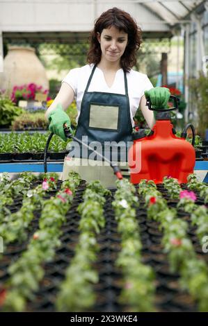 Irrigation and fertilizer with sprayer in greenhouse. Flowers: garden balsam and geraniums. Garden Center. Stock Photo