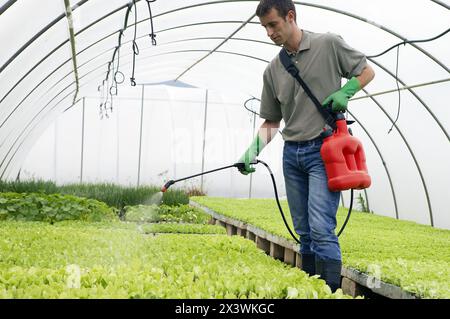 Water and fertilizer with sprayer in greenhouse. Lettuces. Garden Center. Stock Photo