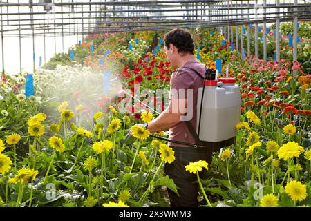 Spraying phytosanitary treatment, Gerbera Daisy (Gerbera jamesonii), greenhouse gardening, Astigarraga, Gipuzkoa, Euskadi, Spain Stock Photo