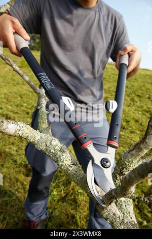 Farmer pruning fruit tree, Pruning secateur, hand tools for agriculture, Usurbil, Gipuzkoa, Basque Country, Spain Stock Photo