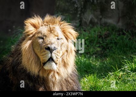 A male Asiatic lion, Panthera leo persica, a subspecies of the African lion and, in the wild, is found only in Gir National Park, Gujarat. Endangered Stock Photo