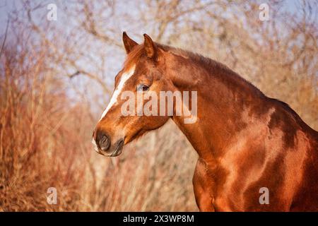 American Quarter Horse. Portrait of chestnut mare. Germany. Stock Photo