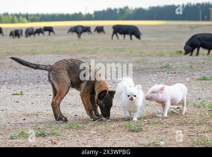 piglet, chihuahua and malinois in front of farm Stock Photo