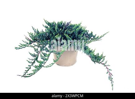 Juniperus horizontalis blue in front of white background Stock Photo