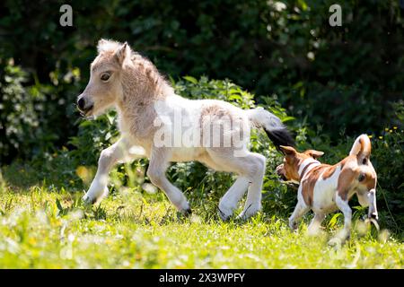 Animal friendship : Mini Shetland Pony foal and Jack Russell Terrier dog playing on a meadow. Germany Stock Photo