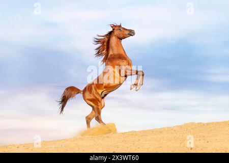 Purebred Arabian Horse. Chestnut stallion rearing in the desert. Egypt Stock Photo