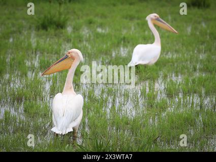 (240429) -- KAJIADO, April 29, 2024 (Xinhua) -- Pelicans forage at ...