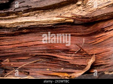 Close-up of exposed splintered trunk eucalyptus grandis, gum tree, lying horizintally after tree felled in freak tornado on Christmas Day 2023. Stock Photo