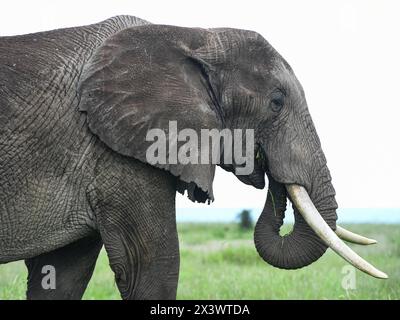 (240429) -- KAJIADO, April 29, 2024 (Xinhua) -- An elephant is pictured at Amboseli National Park in Kajiado County, Kenya on April 28, 2024.  Amboseli National Park is one of Kenya's premier vacation destinations and a world-renowned tourist spot. The park is located at the border between Kenya and Tanzania and sits at the foot of Africa's highest mountain, Mount Kilimanjaro.   The park boasts beautiful grassland scenery and is home to a diverse array of wildlife including elephants, lions, antelopes, zebras, giraffes, buffaloes, and various bird species. It attracts waves of tourists from al Stock Photo