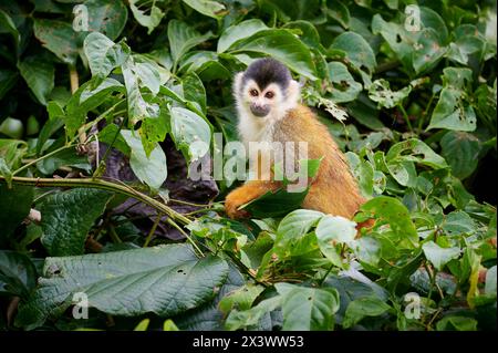 Central American Squirrel Monkey (Saimiri oerstedii) in atree. Corcovado National Park, Osa, Costa Rica Stock Photo