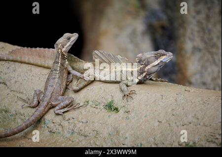 Common Basilisk (Basiliscus basiliscus) or Jesus Christ lizard. Couple on a log. Corcovado National Park, Osa Peninsula, Costa Rica Stock Photo