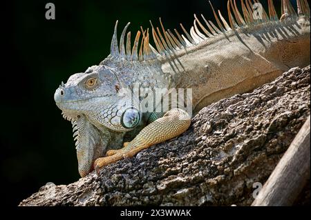 Green Iguana, Common Iguana (Iguana iguana). Adult male on a branch. Costa Rica Stock Photo
