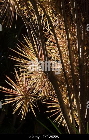 Red-marginated Dracaena (Dracaena marginata) back-lit by low sun in Australian garden. Green, yellow, pink leaf spikes. Spherical shapes Stock Photo