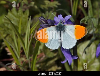 Orange Tip Butterfly (anthocharis cardamines) male, Wales Stock Photo
