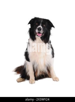 Portrait of purebred border collie isolated on white background. Stock Photo
