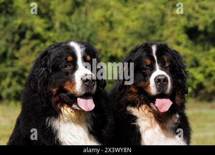 Two Bouvier Bernese mountain dogs in outdoors Stock Photo