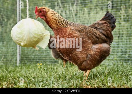 Welsummer Chicken. Hen in the garden on a hung cabbage head. Activity idea for chickens. Germany Stock Photo