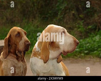 Portrait of two purebred dogs in the meadow, Italian Bracco. Stock Photo