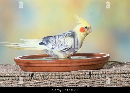 Cockatiel (Nymphicus hollandicus). Adult male bathing in a dish. Germany Stock Photo
