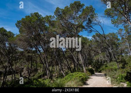 Punta De Ses Gatoves route, Mondragó Natural Park, Santanyí municipal area, Mallorca, Balearic Islands, Spain Stock Photo