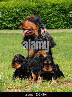 Portrait of English Cocker spaniel dogs,  Mom and puppies in outdoors. Stock Photo