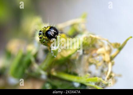 Memmelsdorf I.Ufr., Germany. 27th Apr, 2024. The caterpillar of a box tree moth is feeding on a leaf, other leaves are already completely eaten away. The voracious pest causes feeding damage to box trees in spring and summer. Credit: Pia Bayer/dpa/Alamy Live News Stock Photo