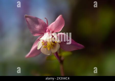 Closeup of single flower of Aquilegia 'Spring Magic Rose and White' in a garden in Spring Stock Photo