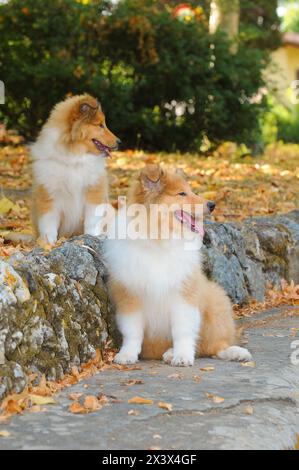 Portrait of two rough collie dogs in outdoors. Stock Photo