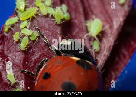 extra macro 5x image of a ladybug sitting on a rose leaf and destroying eats green aphids close up Ladybird portrait Stock Photo